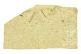 Detailed Fossil Crane Fly (Tipula) - France #294125-1